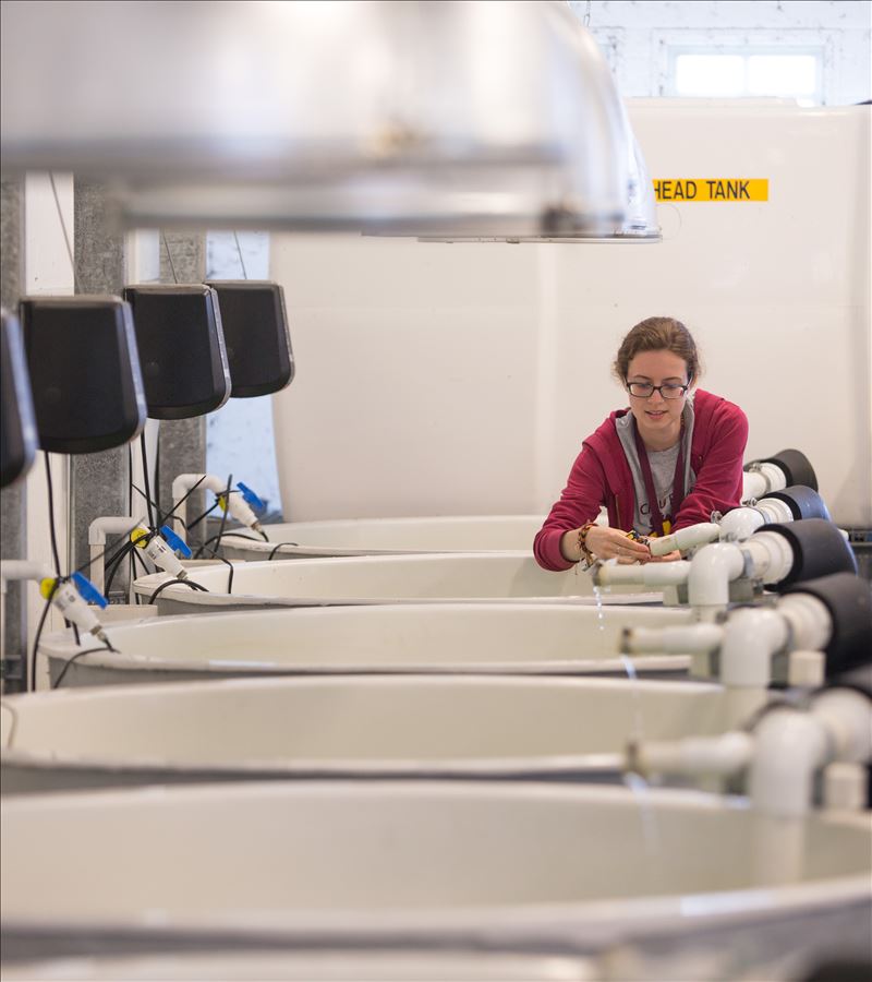 Tanks in the mesocosm