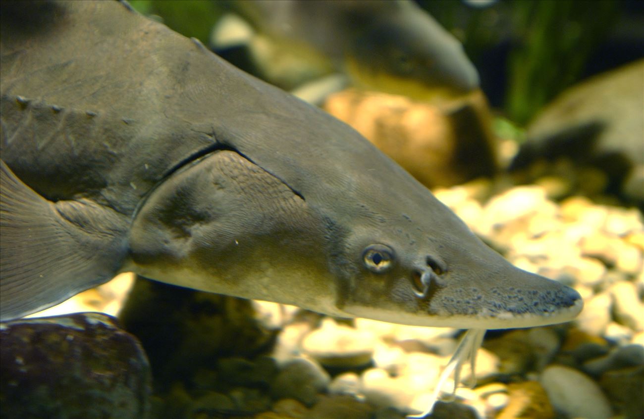 Lake Sturgeon  Michigan Sea Grant