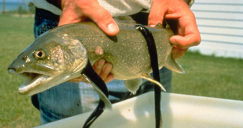 800pxsea_lamprey_fish800x423.jpg