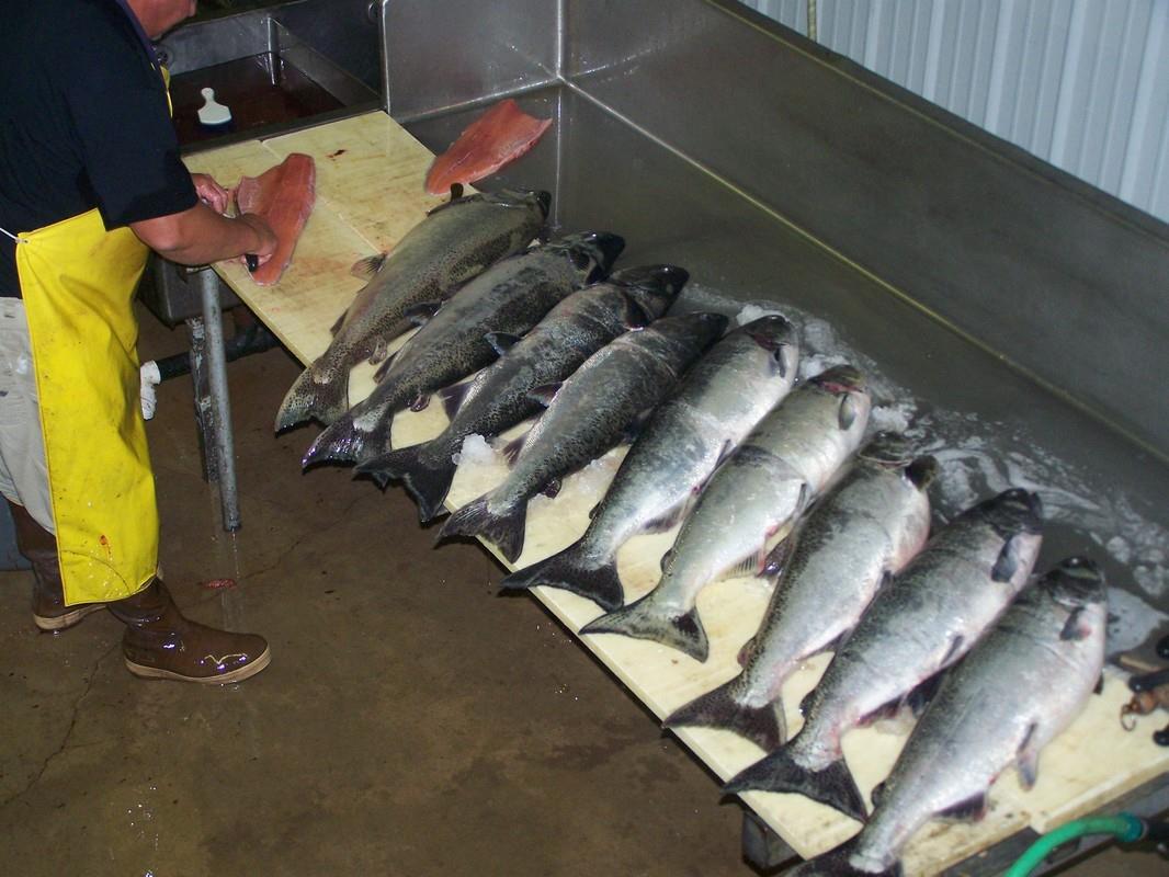 Processing Fish