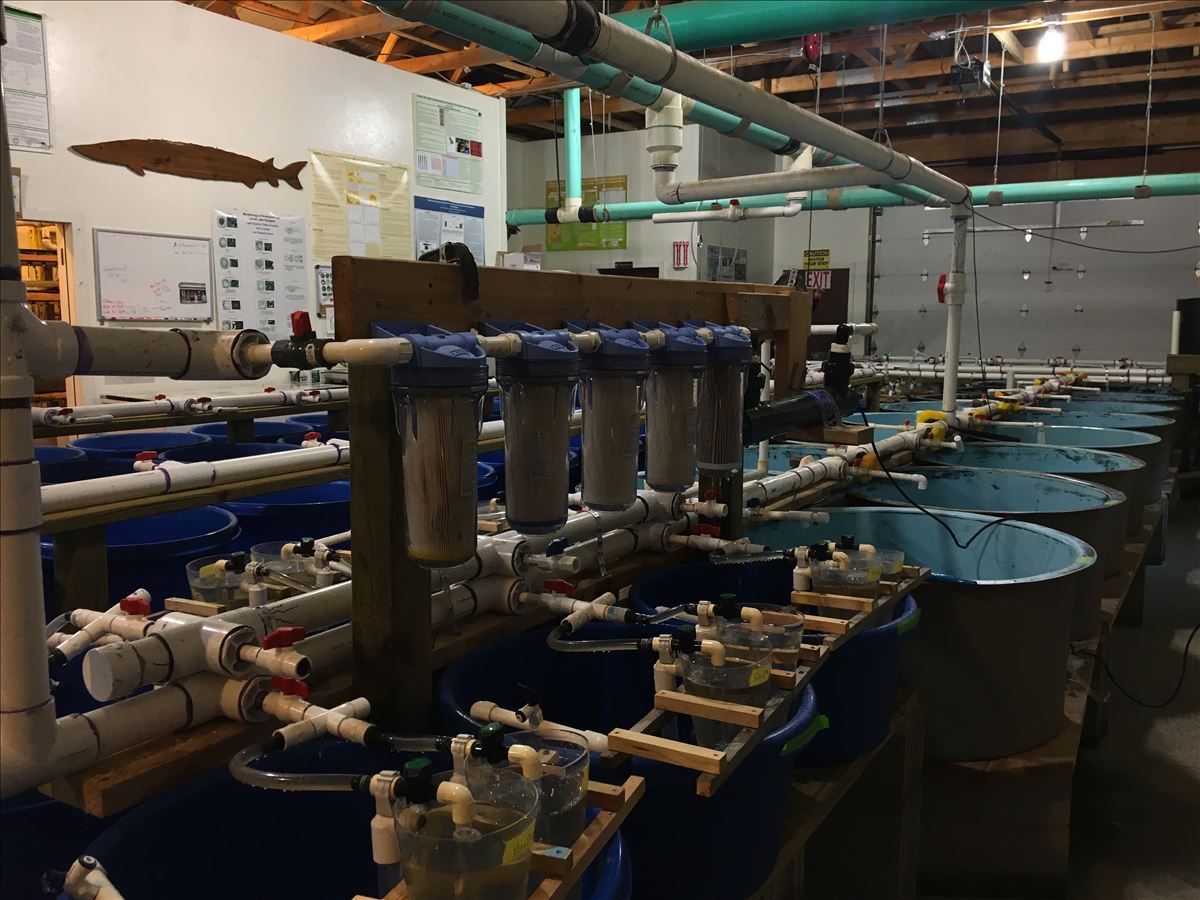 Hatchery facility in 2019