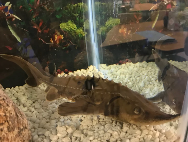 Stewie The Sturgeon 