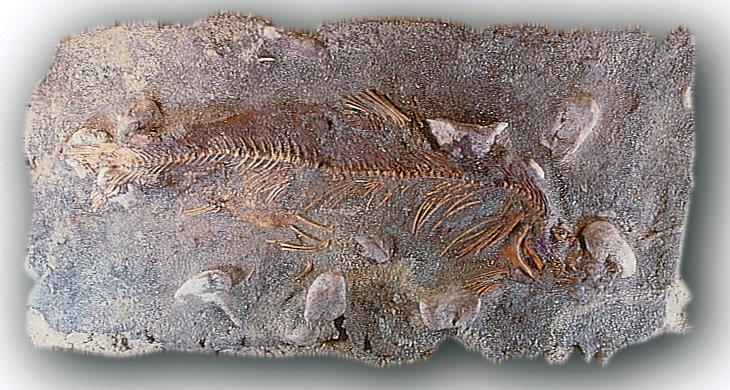 Fossilized Whitefish unearthed in the Straits Area