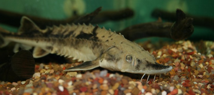 lake_sturgeon.jpg