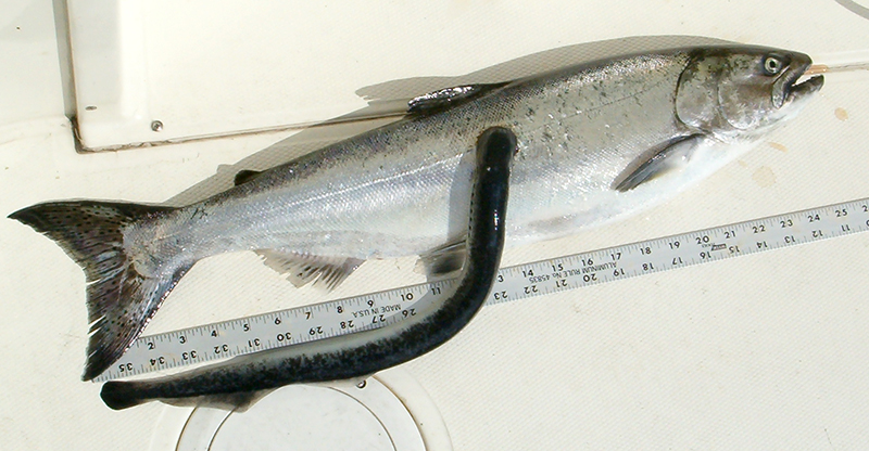 lamprey09dougowen.jpg