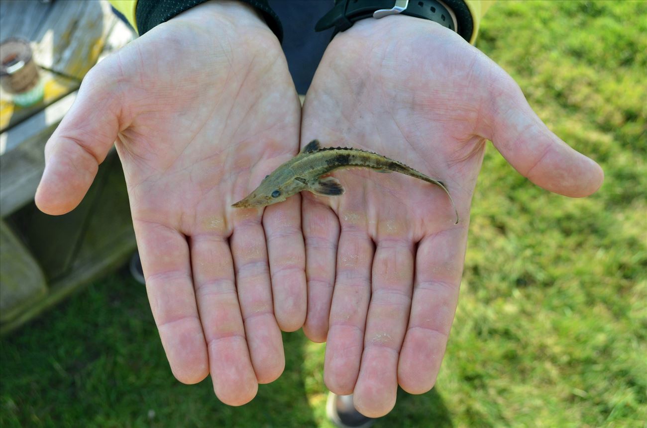 Hands Holding Juvenile Lake Sturgeon