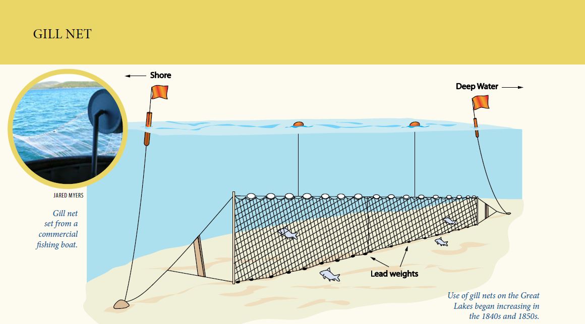 Gill Net Illustration